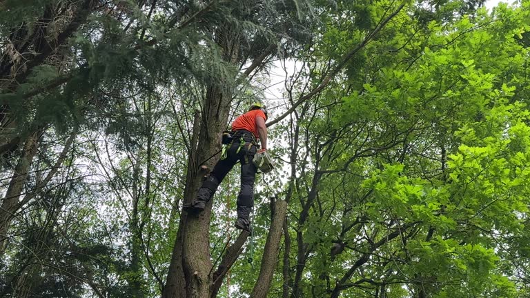Trusted Hiram, GA Tree Removal Experts